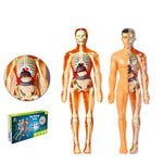 Load image into Gallery viewer, SmartAnatomy™ –Modèle éducatif du corps humain