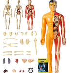 Load image into Gallery viewer, SmartAnatomy™ –Modèle éducatif du corps humain
