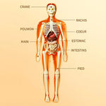 Load image into Gallery viewer, SmartAnatomy™ –Modèle éducatif du corps humain
